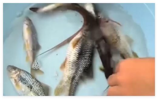 侄子水渠捞鱼女子烧好吃后上吐下泻 究竟是怎么回事?