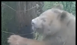 全球唯一白色野生大熊猫影像公开 画面曝光简直太惊人