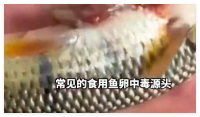 男子吃野生石斑鱼籽中毒 尚无解药 究竟是怎么回事？