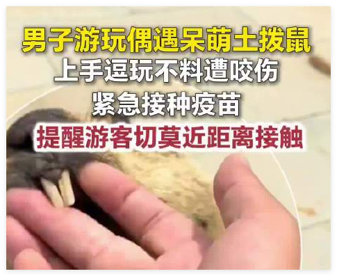 男子偶遇土拨鼠上手逗玩被咬伤 究竟是怎么回事？