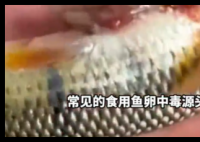 男子吃野生石斑鱼籽中毒 尚无解药 内幕曝光简直太意外了