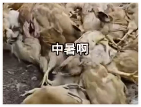 广东一养鸡场几千只鸡被热死 背后真相实在让人惊愕