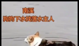 男子为狗捡玩具被江水卷走身亡 究竟是怎么回事？
