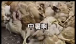 广东一养鸡场几千只鸡被热死 背后真相实在让人惊愕