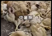 广东一养鸡场几千只鸡被热死 内幕曝光简直太意外了
