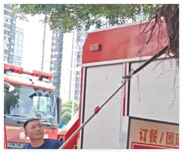 南宁街头树上惊现大蛇 消防抓捕 究竟是怎么回事？