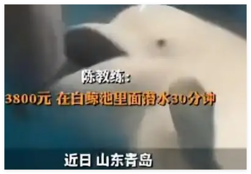 男子花3800元体验白鲸同游却被追着咬 究竟是怎么回事？