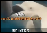 男子花3800元体验白鲸同游却被追着咬 内幕曝光简直太意外了