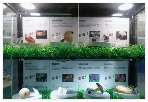 云南一医生全家已连续3年吃菌子中毒 背后真相实在让人惊愕