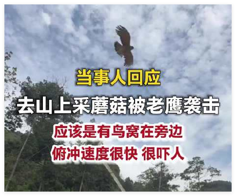 当事人回应去山上采蘑菇被老鹰袭击 内幕曝光简直太意外了