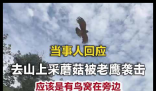 当事人回应去山上采蘑菇被老鹰袭击 内幕曝光简直太意外了