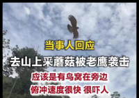 当事人回应去山上采蘑菇被老鹰袭击 内幕曝光简直太意外了