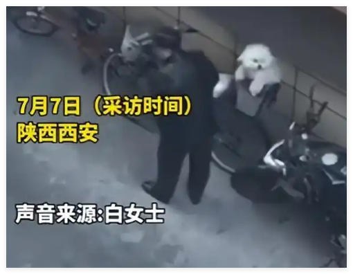 大爷爱犬去世后为陌生女子遛狗12年 这也太罕见了