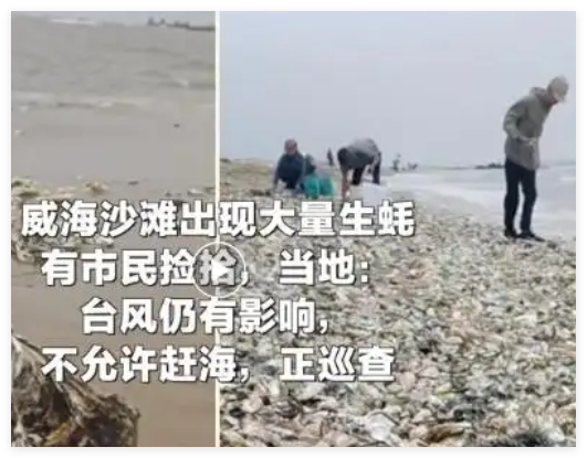 威海沙滩现大量生蚝 市民捡了两大袋 这也太疯狂了
