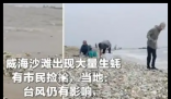 威海沙滩现大量生蚝 市民捡了两大袋 实在太让人羡慕了