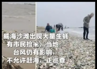 威海沙滩现大量生蚝 市民捡了两大袋 实在太让人羡慕了