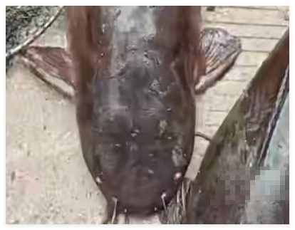工人清理排水沟挖出多条大鱼 究竟是怎么回事？