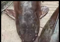 工人清理排水沟挖出多条大鱼 究竟是怎么回事？