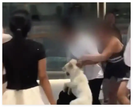 遛狗惊扰陌生人起冲突?当事人回应 背后真相实在让人惊愕
