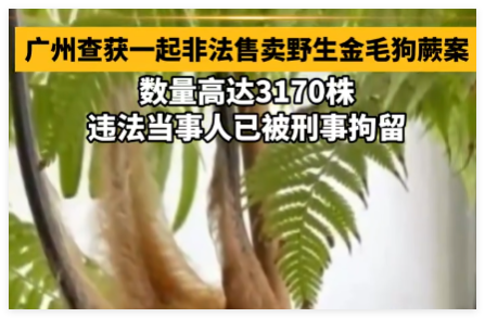 广州一人卖3170株“招财”植物被刑拘 违法当事人已被刑事拘留
