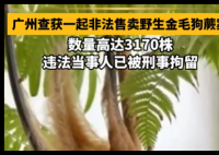 广州一人卖3170株“招财”植物被刑拘 严禁采挖野生植株