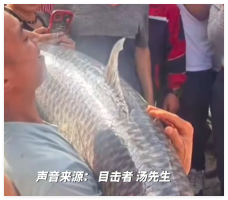 老人钓到大鱼 餐馆花1680元买下 实在太让人羡慕了