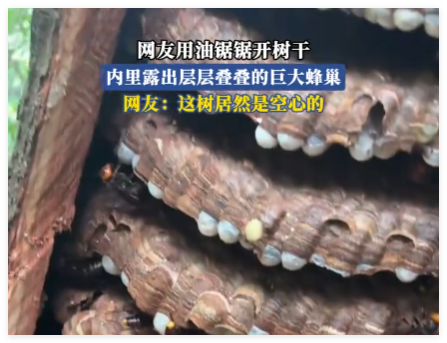网友锯开树干露出层层叠叠的巨大蜂巢 这也太罕见了