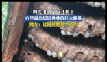网友锯开树干露出层层叠叠的巨大蜂巢 画面曝光简直不忍直视