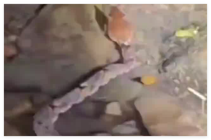 男子摸螺蛳被剧毒五步蛇咬脚踝 实在太恐怖了