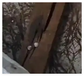 掀开木地板发现霉菌像树枝爬满房间 简直太吓人了