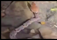 男子摸螺蛳被剧毒五步蛇咬脚踝 简直太可怕了