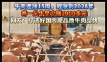 养一头牛至少赚2000多元 到底是不是真的？